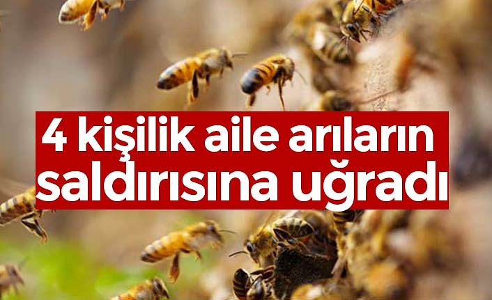4 kişilik aile arıların saldırısına uğradı