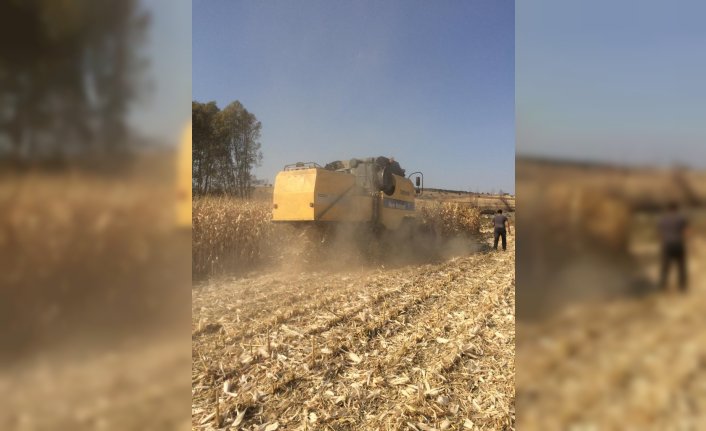 Artova'da danelik mısır hasadı yapıldı