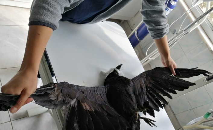 Bacağı çıkan karga, tedavi edilerek doğaya salındı