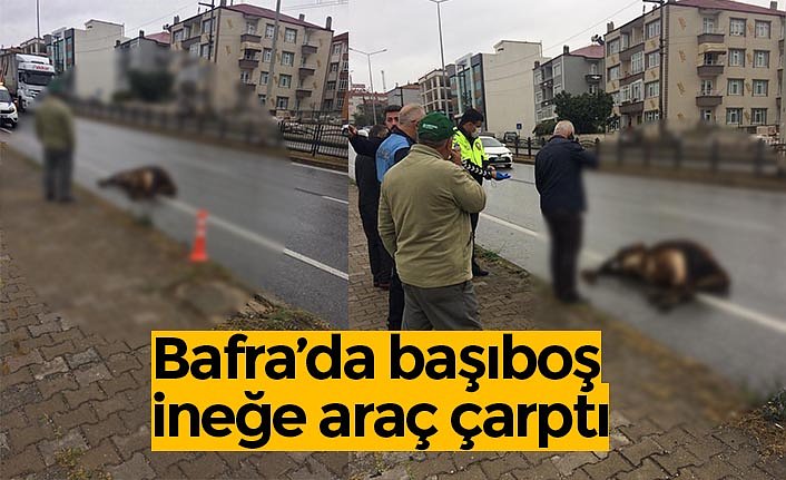 Bafra’da başıboş ineğe araç çarptı