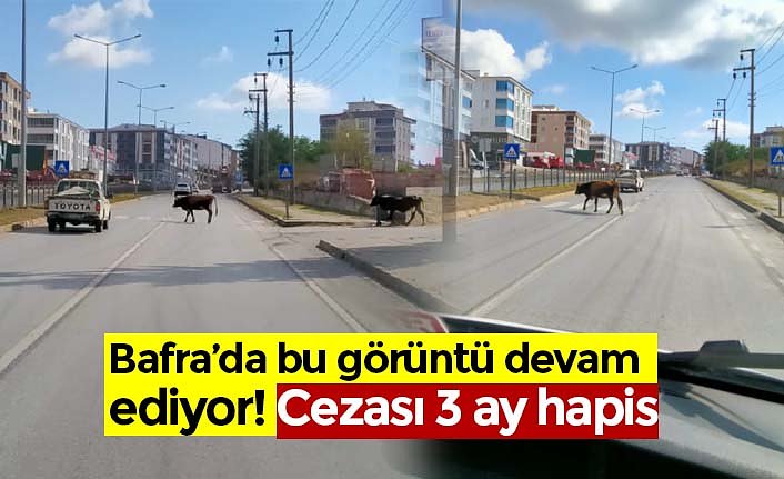Bafra’da bu görüntü devam ediyor! Cezası 3 ay hapis