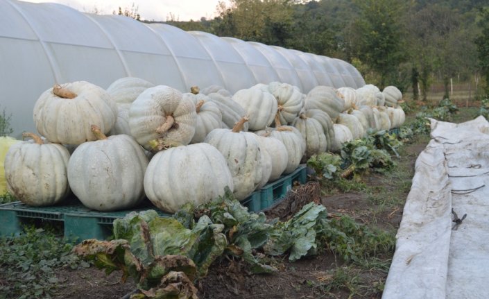 Bartın'da yetiştirilen 50 kilogramlık kabaklar ilgi görüyor