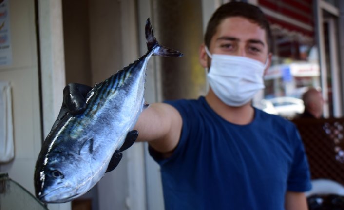 Batı Karadeniz'de palamut sezonu bitiyor