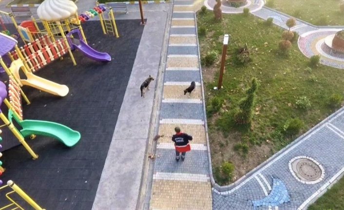 Bekçi köpeği, belediye temizlik işçisinin can dostu oldu
