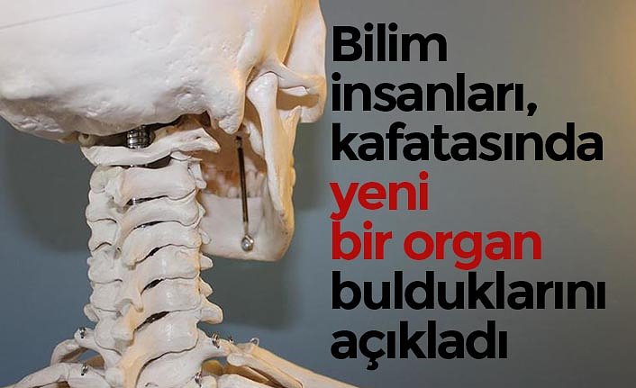 Bilim insanları, kafatasında yeni bir organ bulduklarını açıkladı