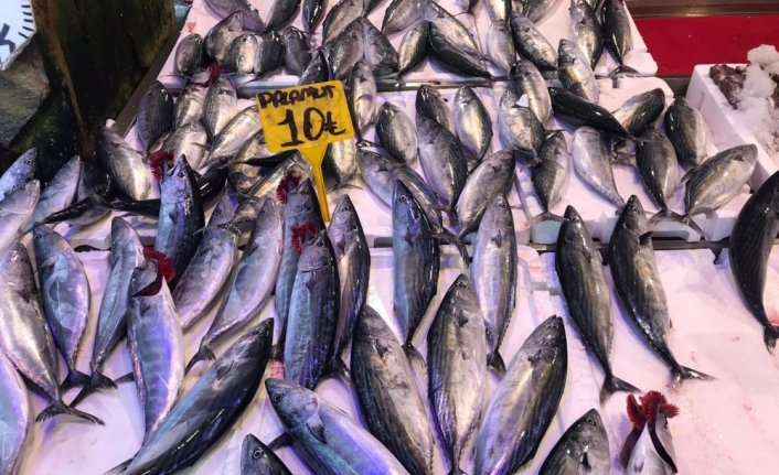 Doğu Karadeniz'den yapılan su ürünleri ihracatı yüzde 38 arttı