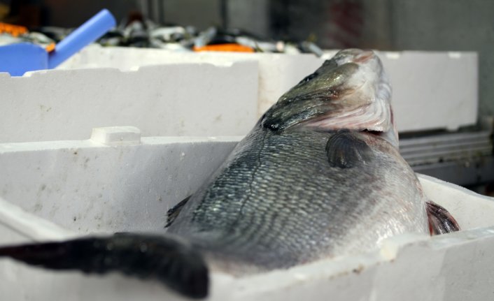 Düzce'de ağlara takılan 15 kilogramlık levrek şaşırttı