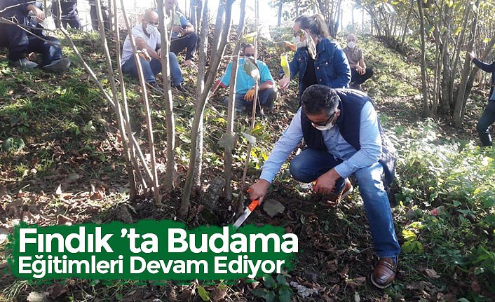 Fındık ’ta Budama Eğitimleri Devam Ediyor