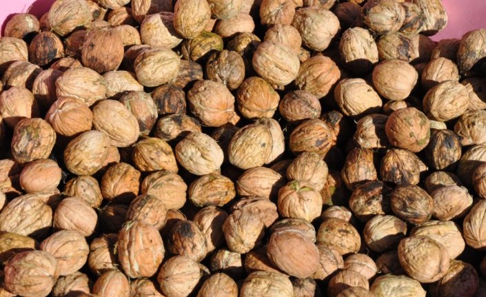 Gümüşhane'de ceviz üretiminde yaklaşık yüzde 25 artış sağlandı