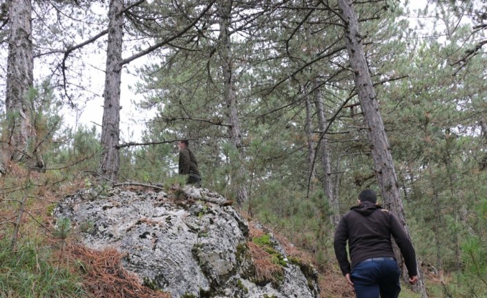 Mantar toplamak için ormanda izinsiz girenlere para cezası verildi