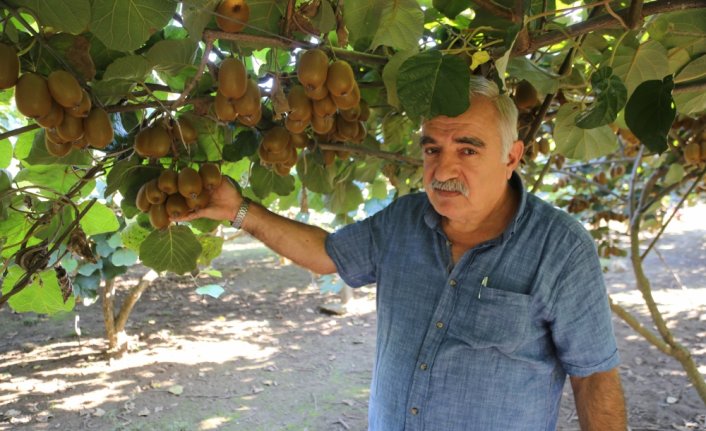 Ordu kivisinde yüksek rekolte beklentisi