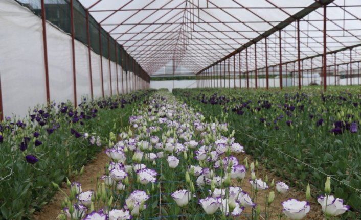 Ordu'da örtü altı yetiştiriciliğinde yaz hasadı tamamlandı