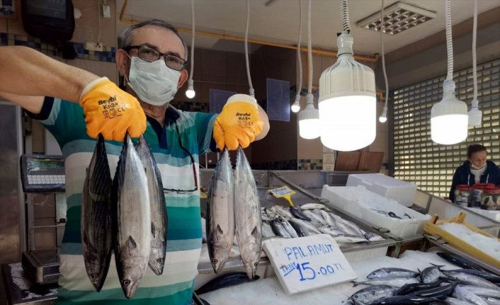 Palamut fiyatlarında 