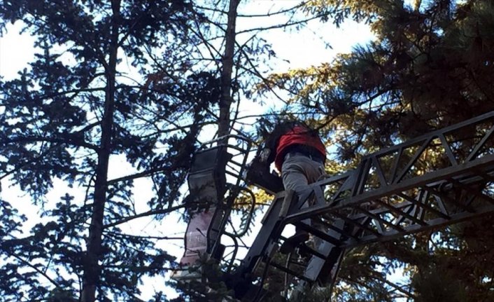 Ağaçta ayağına ip dolanan güvercini itfaiye ekipleri kurtardı