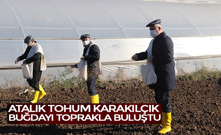 ATALIK TOHUM KARAKILÇIK BUĞDAYI TOPRAKLA BULUŞTU