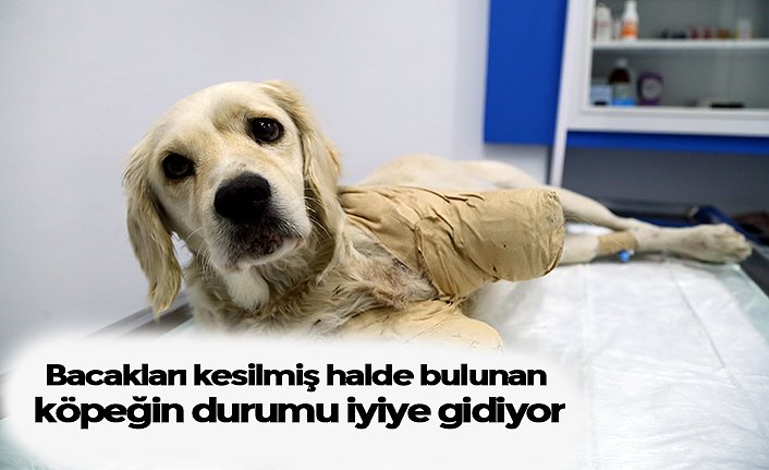 Bacakları kesilmiş halde bulunan köpeğin durumu iyiye gidiyor