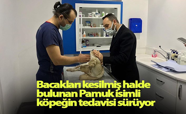 Bacakları kesilmiş halde bulunan Pamuk isimli köpeğin tedavisi sürüyor