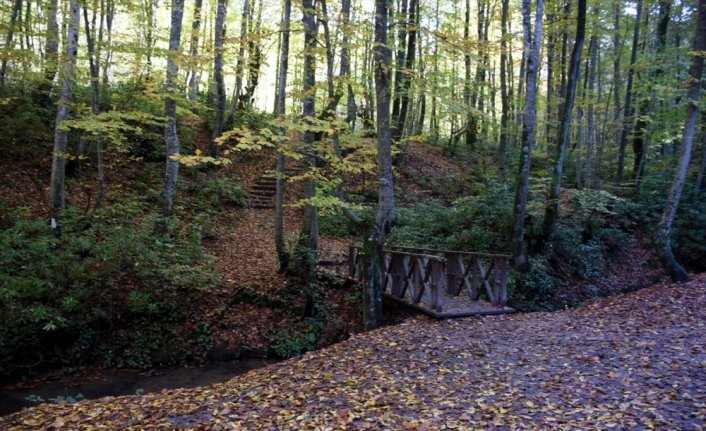 Batı Karadeniz ormanları 