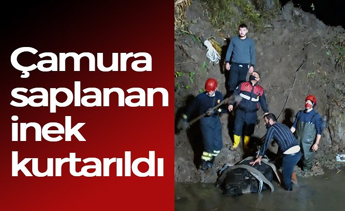 Çamura saplanan inek kurtarıldı