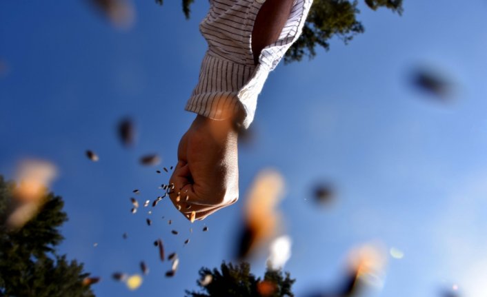 Kadıralak Yaylası'nda 120 yıllık ağaçlardan orman gençleştirme çalışmaları yapıldı