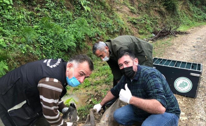 Köpeklerden kaçarken dereye düşen karacayı DSİ ekipleri kurtardı