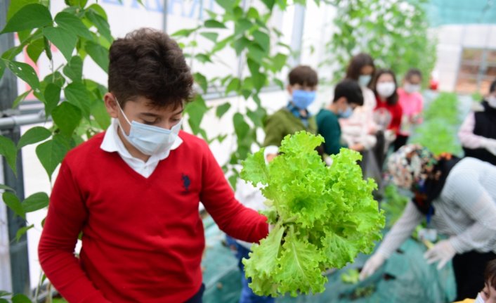 Öğrenciler okulda sebze ekip hasat ederek tarımı öğreniyor