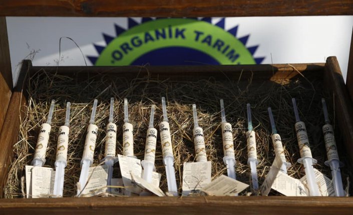 Ordu'da arı sütü kadın üreticilere 800 bin lira kazandırdı