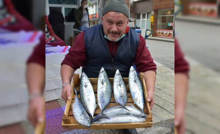 Palamudun tanesi 60 liraya yükseldi