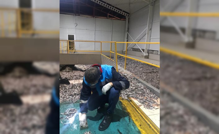 Trabzon'da 50 ton hamsiye el konuldu