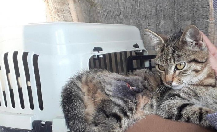 Yaralı sokak kedisinin yeni yuvası 