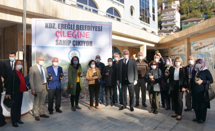 Zonguldak'ta Osmanlı çileği fidesi dağıtıldı