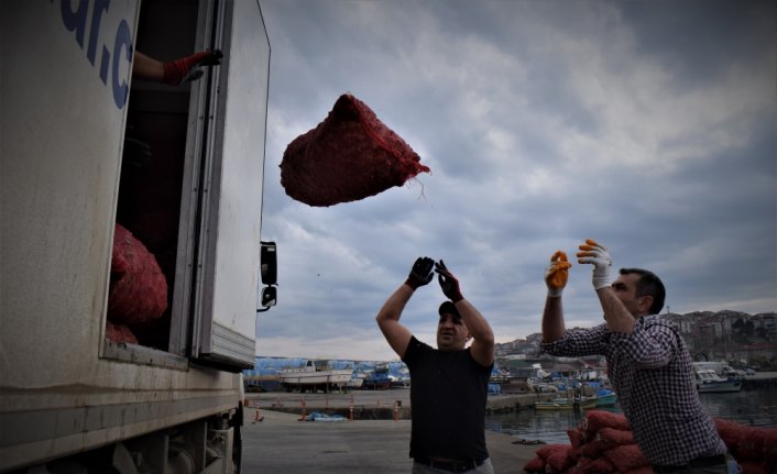 Akçakoca'da avlanan deniz salyangozu Uzak Doğu'ya ihraç ediliyor