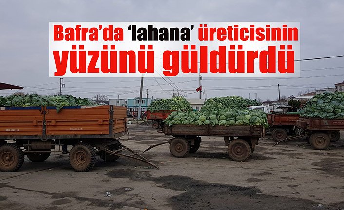 Bafra’da lahana, üreticisinin yüzünü güldürdü