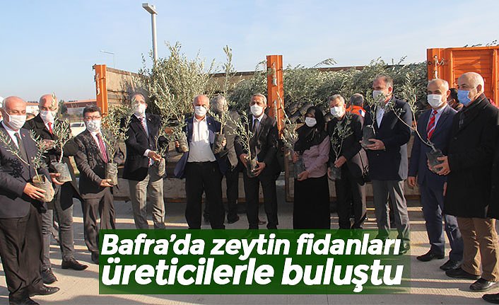 Bafra’da zeytin fidanları üreticilerle buluştu