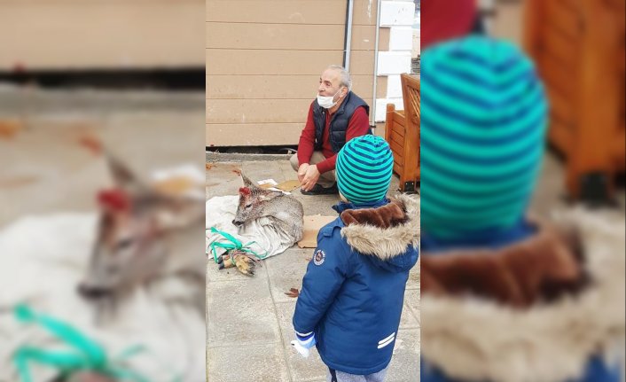 Bartın'da denize düşen karaca kurtarıldı