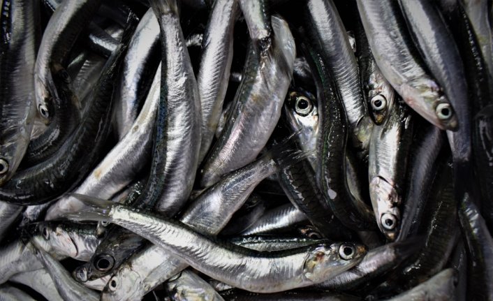 Batı Karadeniz'de hamsiye yoğun talep