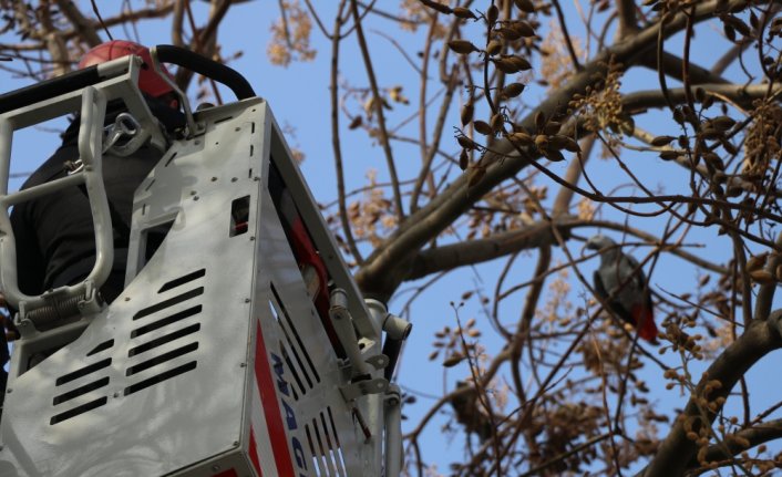 Bolu'da kafesinden kaçan papağanın yakalanması için çalışma başlatıldı