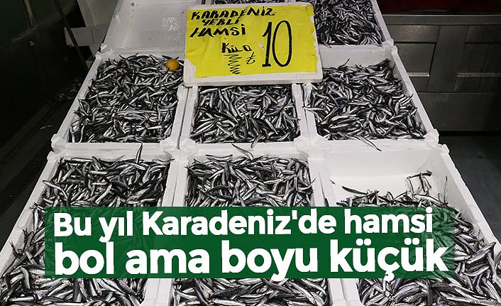 Bu yıl Karadeniz'de hamsi bol ama boyu küçük