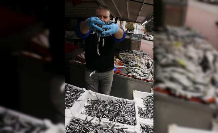 Bu yıl Karadeniz'de hamsi bol ama boyu küçük