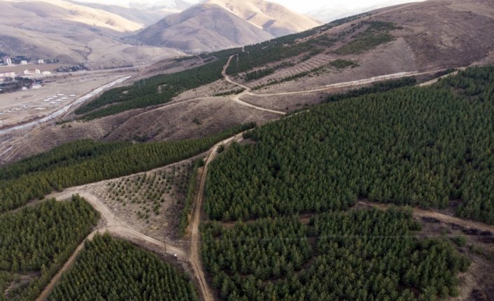 Çorak ve dağlık arazi 25 yılda 1 milyon ağaçlı ormana dönüştü