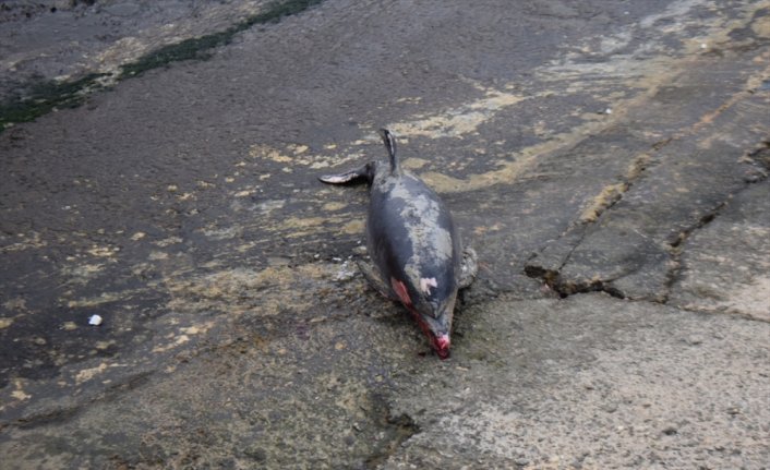 Düzce Akçakoca sahilinde ölü yunus kıyıya vurdu