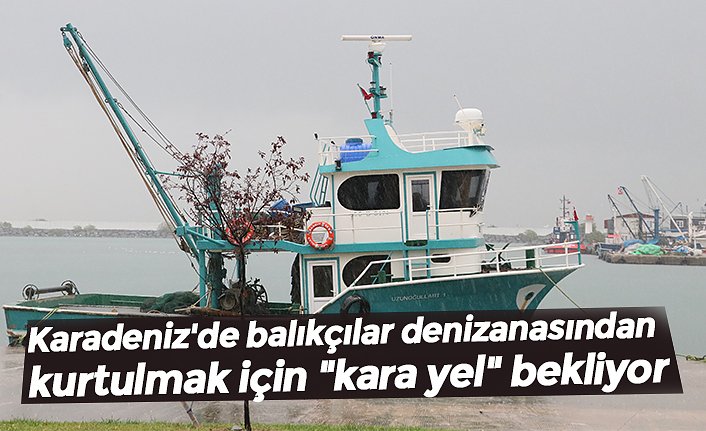 Karadeniz'de balıkçılar denizanasından kurtulmak için "kara yel" bekliyor