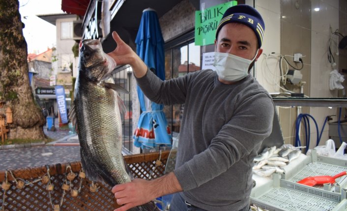 Karadeniz'de ağlara takılan 8 kilogramlık levrek 1040 liradan satışa sunuldu