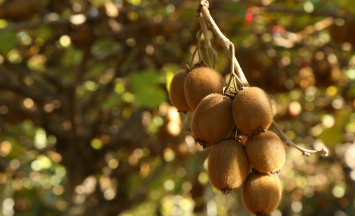 Kastamonulu üretici kivi hasadından memnun