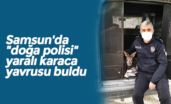 Samsun'da "doğa polisi" yaralı karaca yavrusu buldu