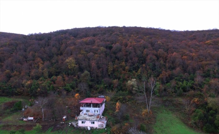 Samsun'da hazan rengine bürünen ormanlar ilgi çekiyor
