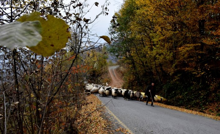 Trabzon yaylalarında sonbahardan kalan renkler ziyaretçi çekiyor
