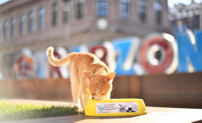 Trabzon'da hafta sonu kısıtlamasında sokak hayvanları unutulmadı