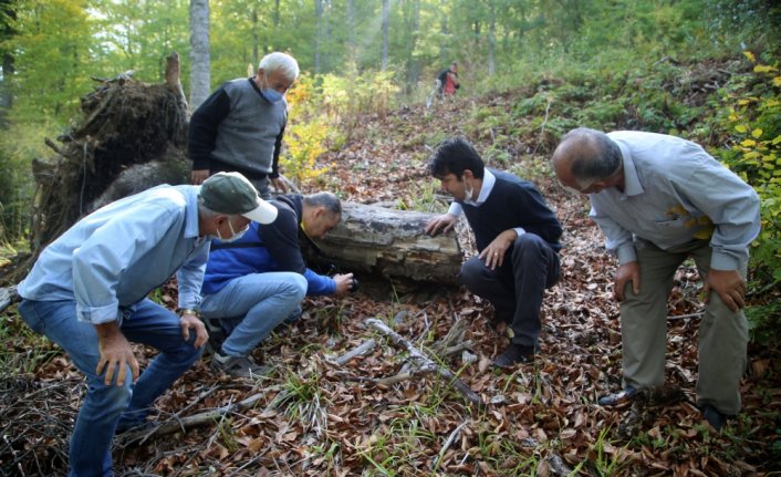 Türkiye'yi il il gezip mantarların gen haritasını çıkartıyorlar