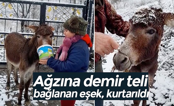 Ağzına demir teli bağlanan eşek, kurtarıldı